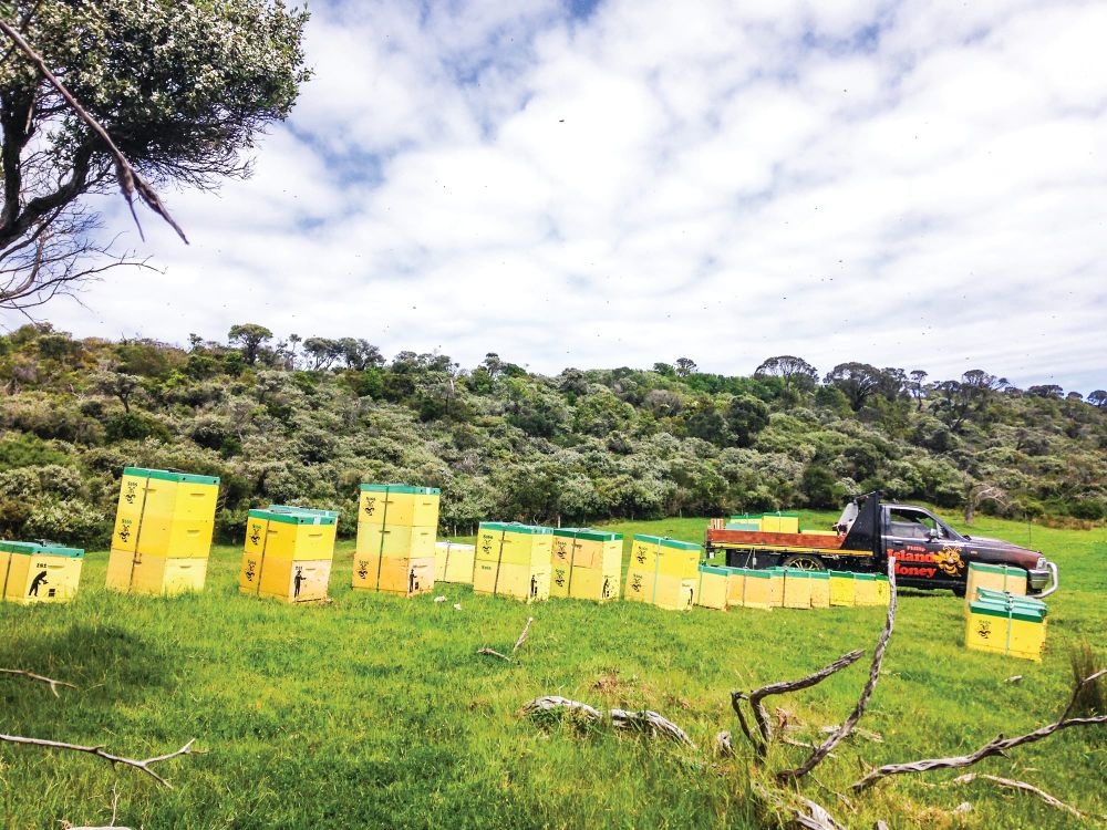 Warning on worst bee swarming season post image