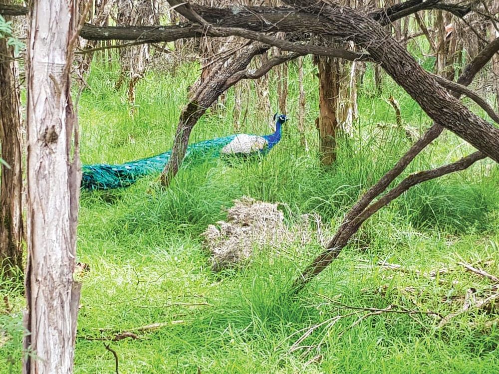 Odd spot: a bizarre bird in the bush post image