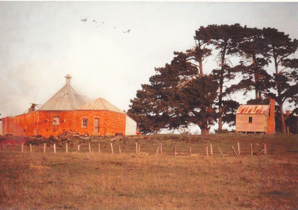 The chicory industry post image