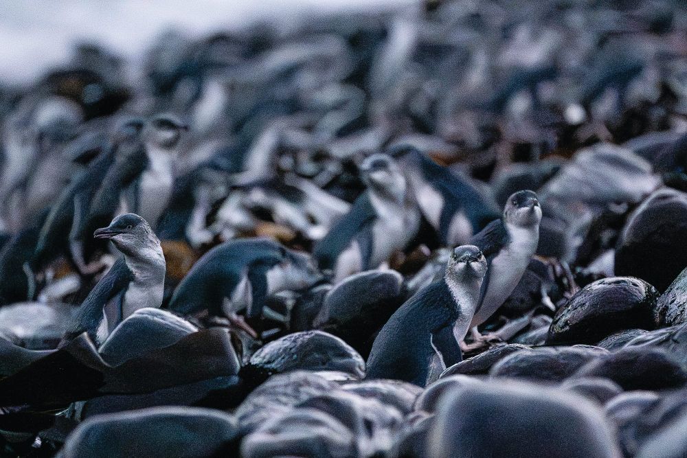 Penguin research reveals breeding and food habits post image