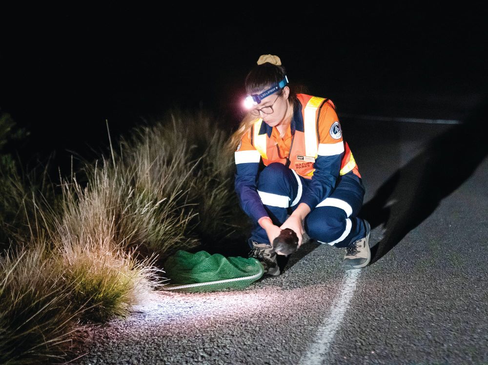 Safe departure for Shearwater chicks post image