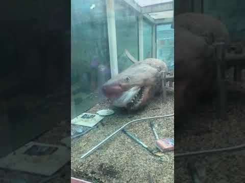 Rosie the Shark: how is she now? post image