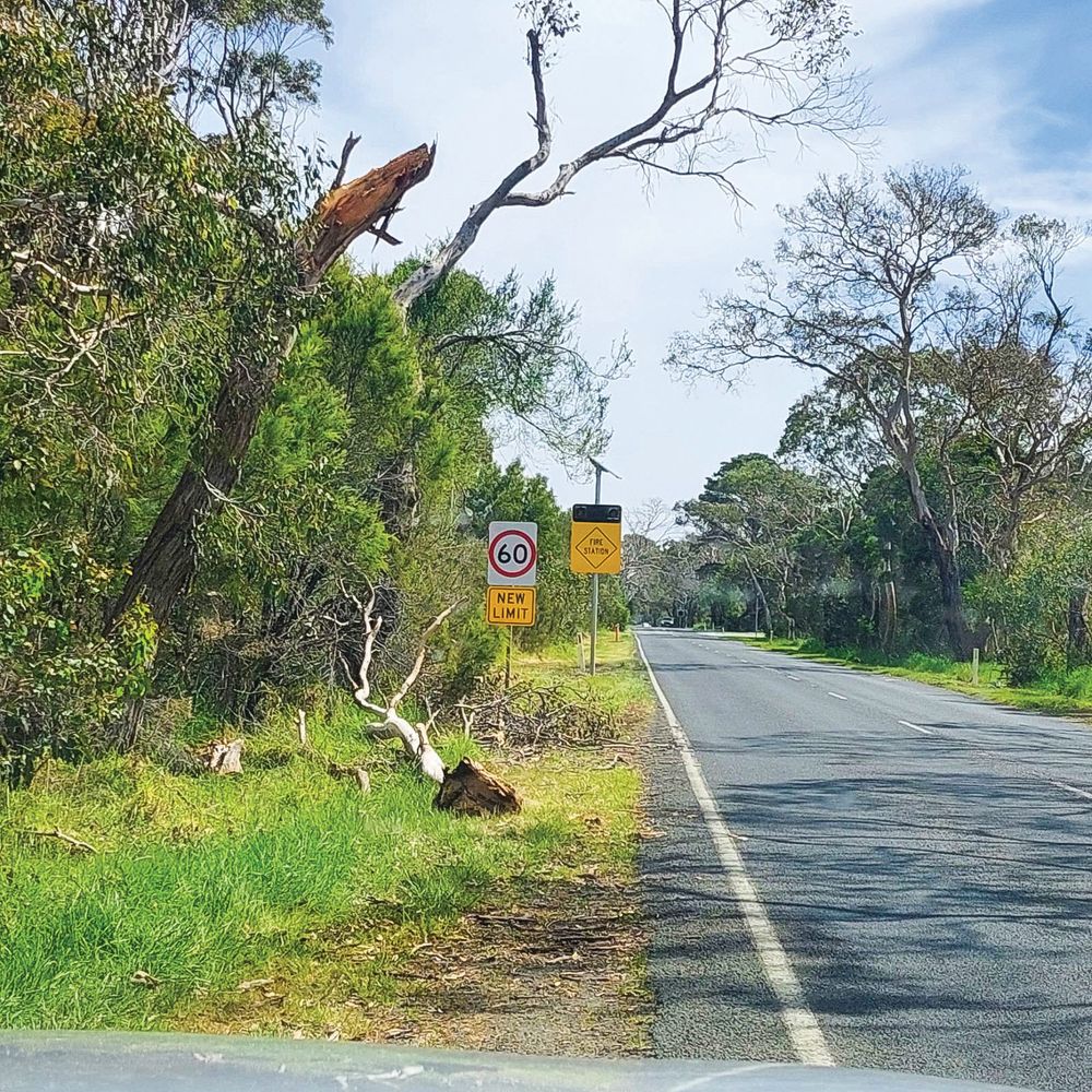 Another dead tree falls on Ventnor Road post image