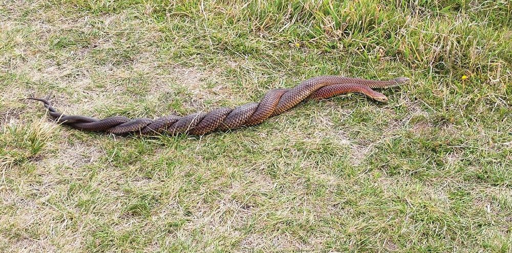 A slithery snarl of snakes post image