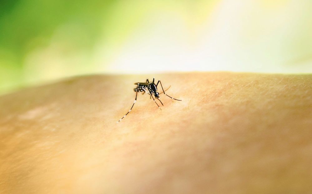 Mozzie season is back post image