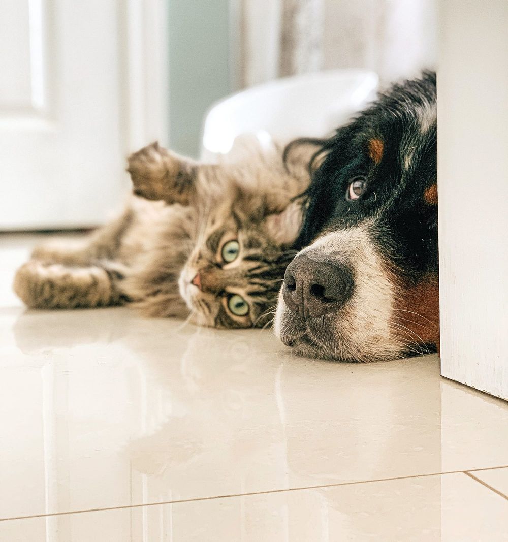 Helping your pet cope this storm and firework season post image