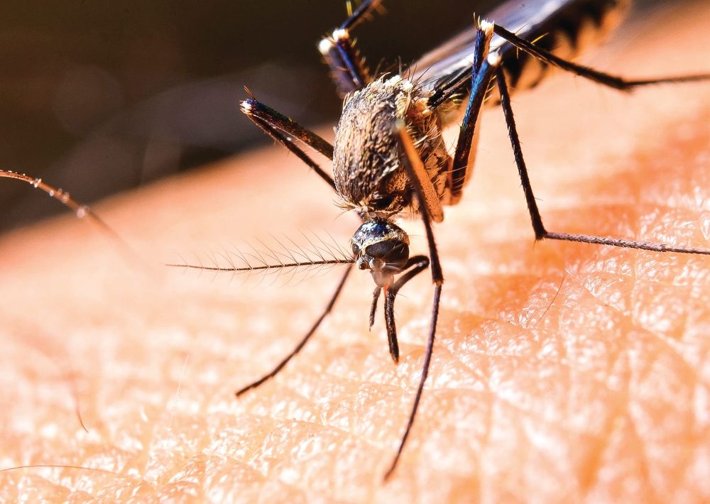 Mozzie control yet to start post image