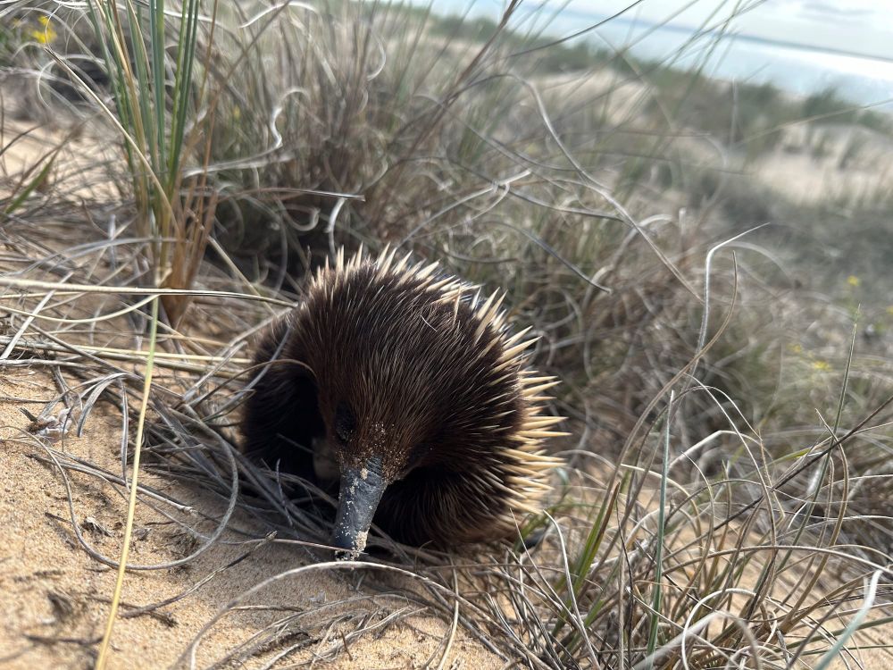 Deathly summer predicted for local wildlife post image