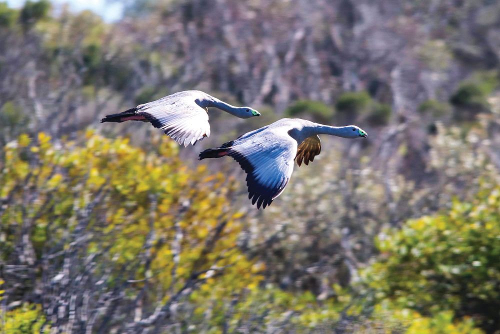 Nature Parks walks razor’s edge on wildlife plan post image