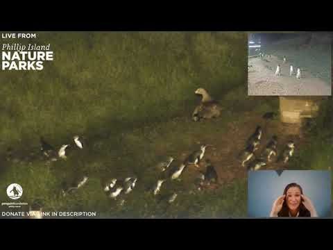 Goose V Penguin post image