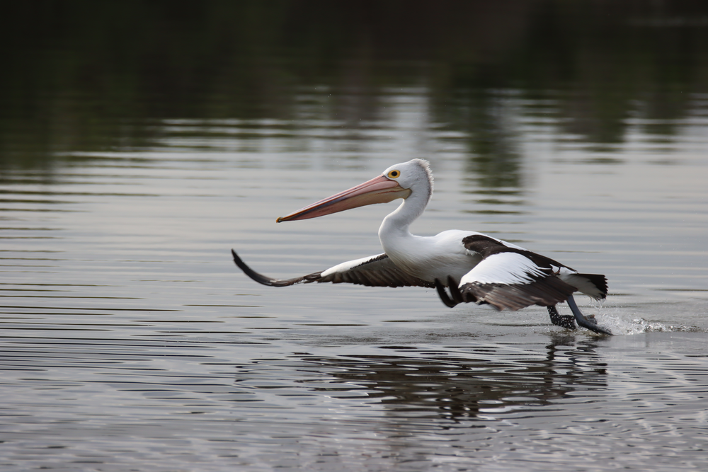 2025 Aussie Bird Count post image