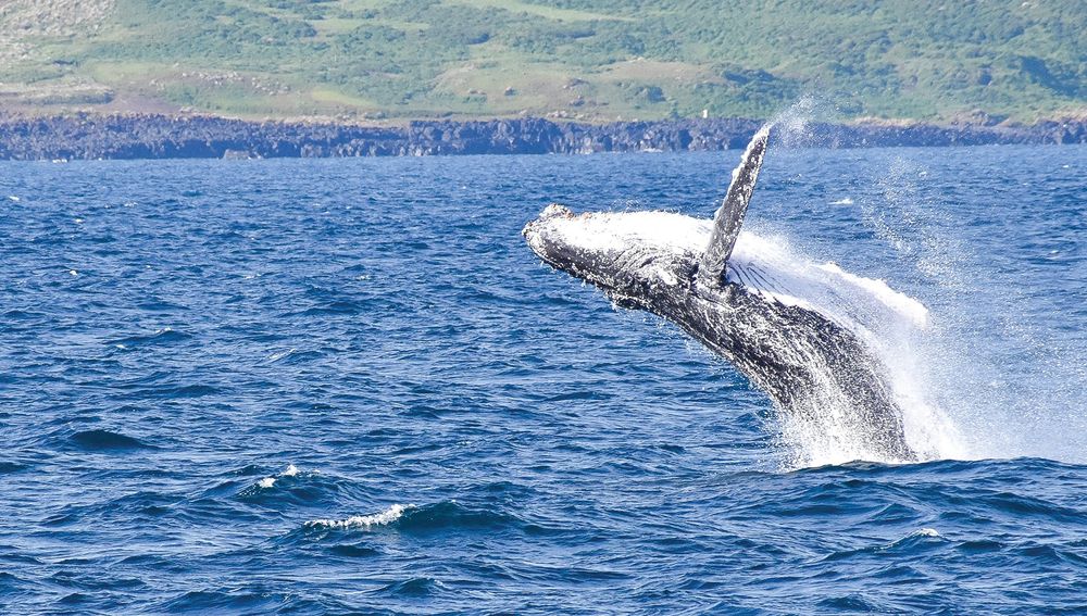 Island Whale Festival post image