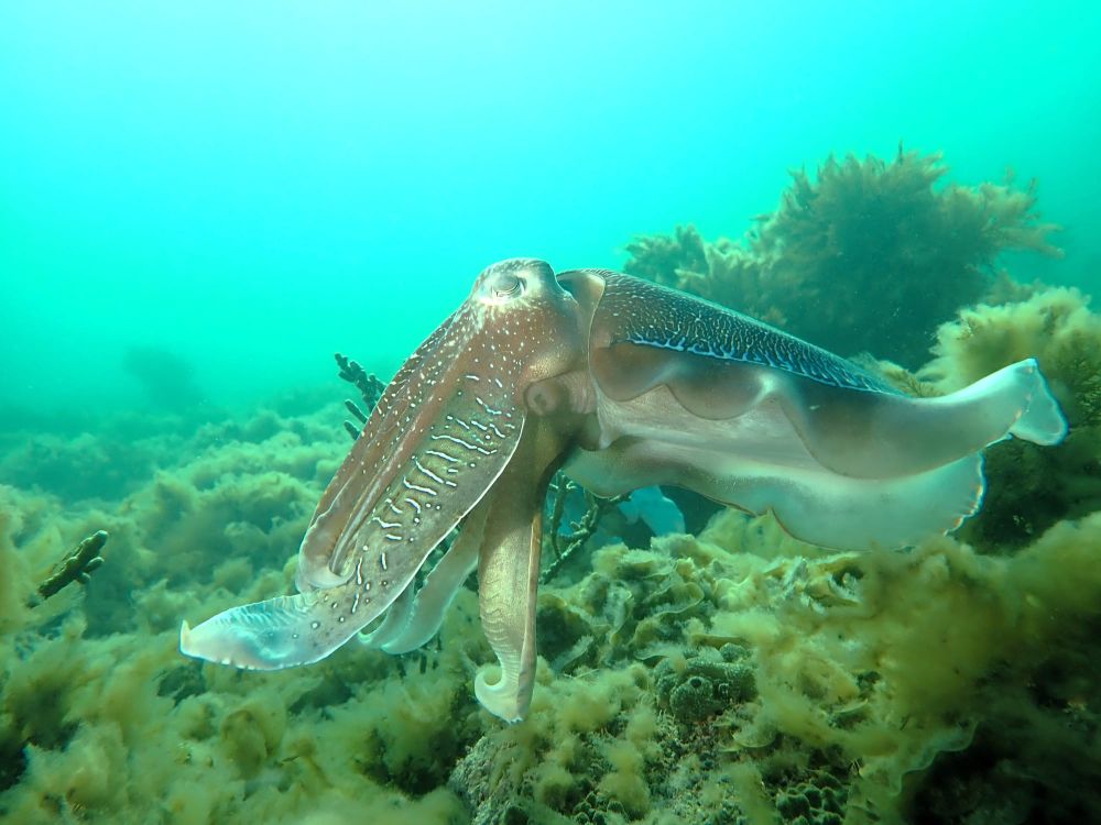 A Marine Mili series: Masters of Camouflage post image