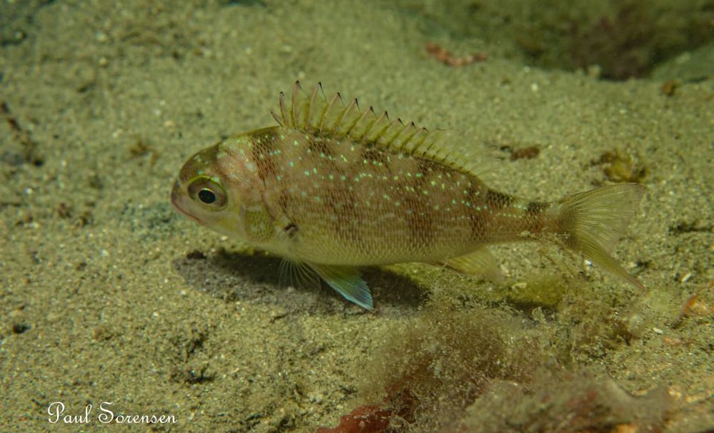 A Marine Mili series: A snapshot into the life of a snapper post image