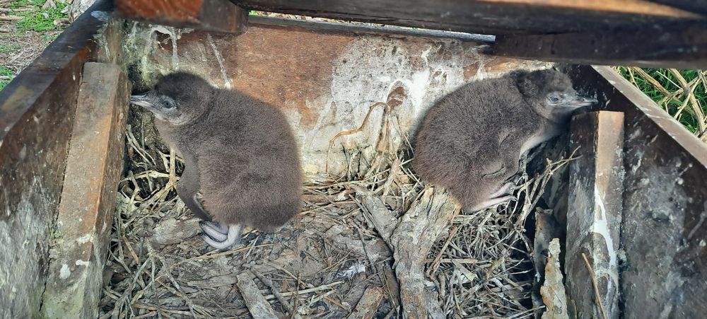 Best start in life for little penguins post image
