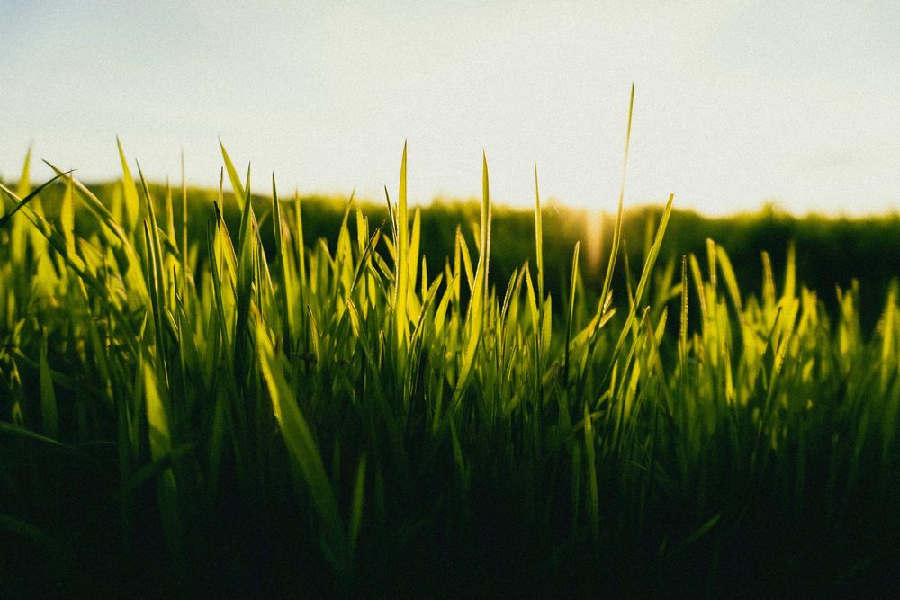 Mycelia Energy Efficiency Program post image