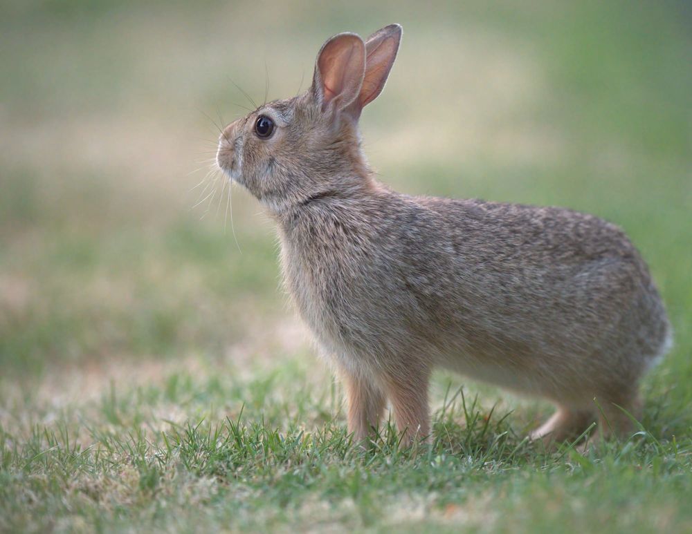 Rabbit Bootcamp post image