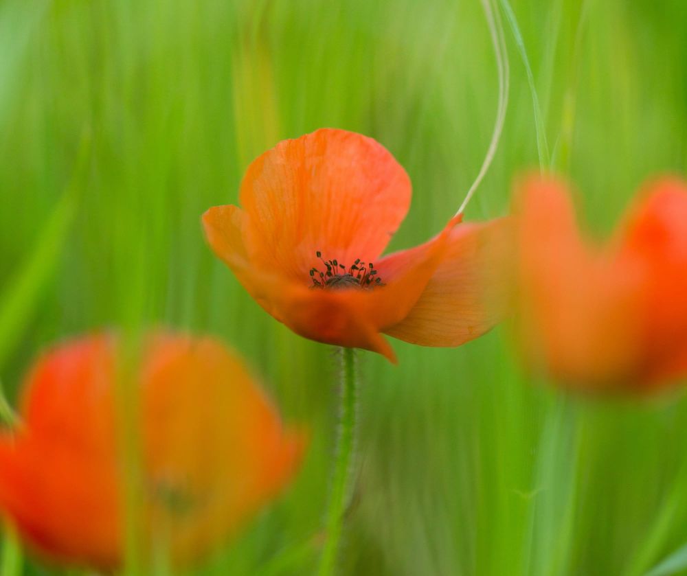 ANZAC Day Bass post image