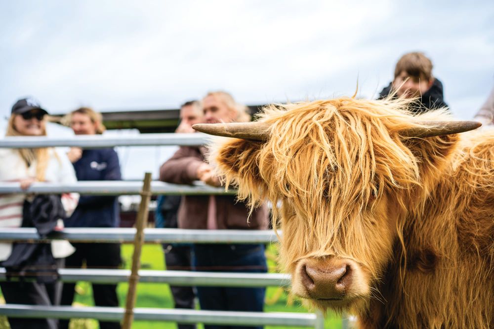 Meet the shaggy stars of new Highland cattle experience post image