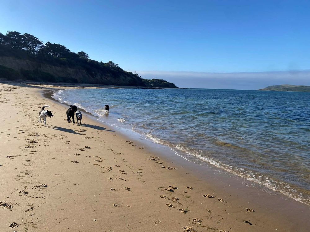 Dogs reined in, seasonal restrictions now in place post image