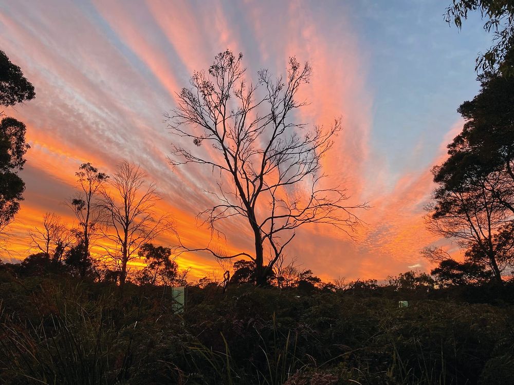 Dying trees can't sustain wild koala population post image