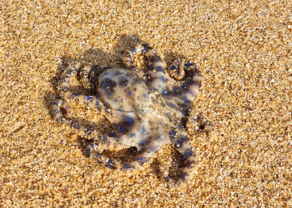 Blue-ringed octopus warning post image