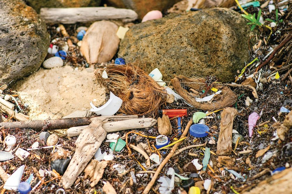 Book in for Clean Up Australia post image