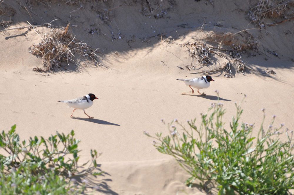 Help protect vulnerable shorebirds this Easter post image