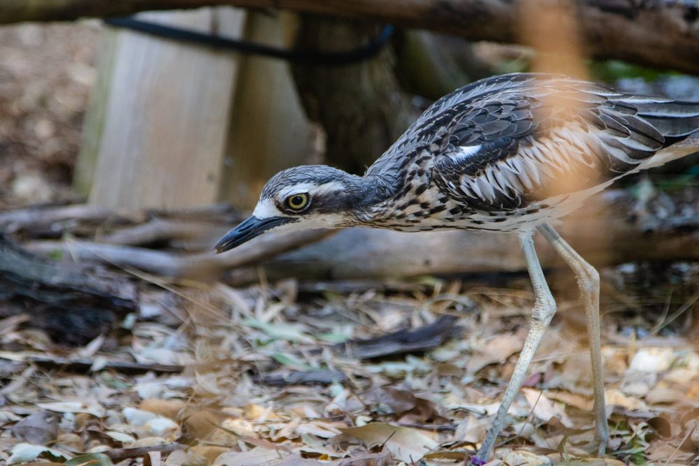 How to help the curlew post image