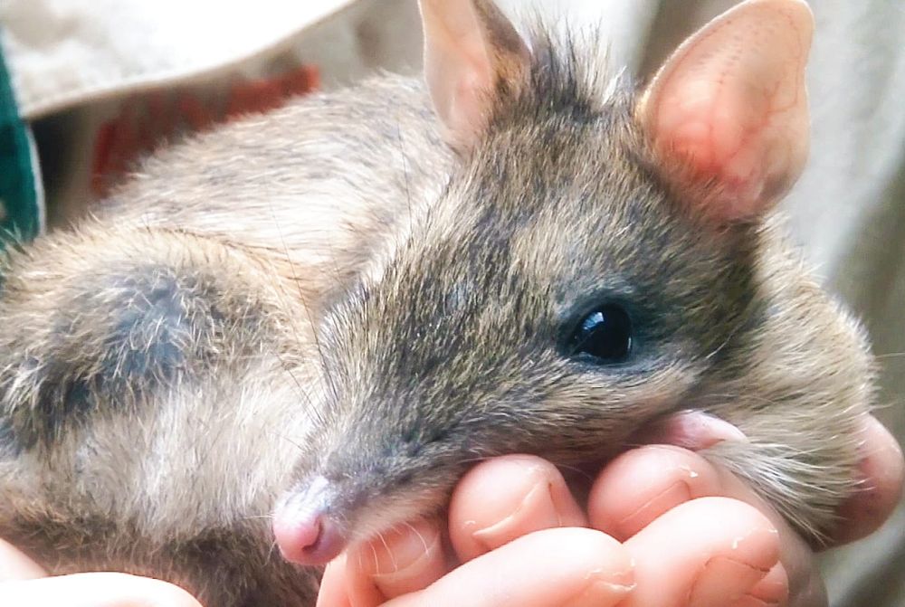 Bandicoot breeding boosts island population post image