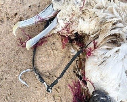 Sea birds killed by fishing hooks post image