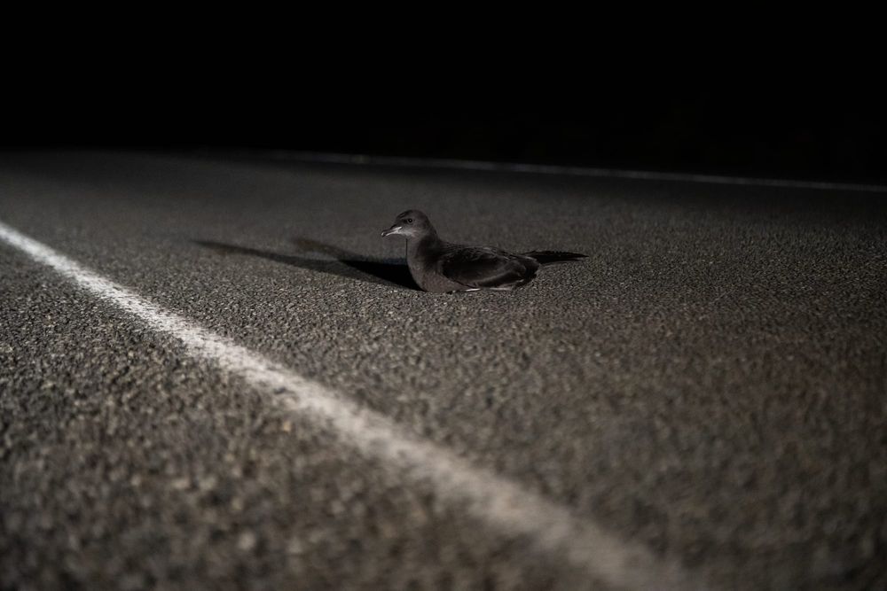 New research explains shearwater mass deaths post image
