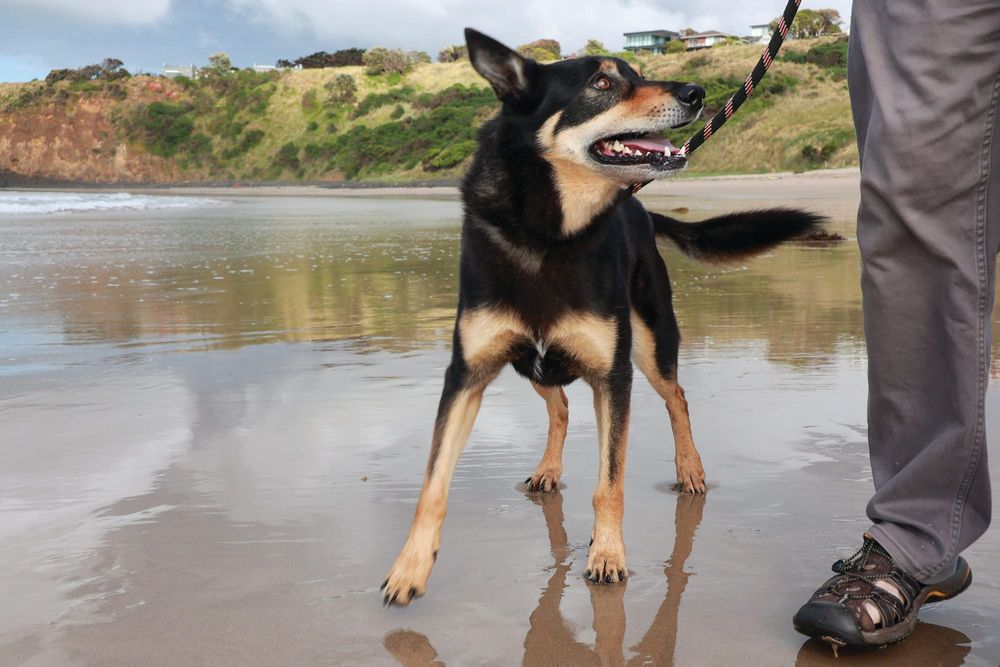 Bird flu warning to pet owners post image
