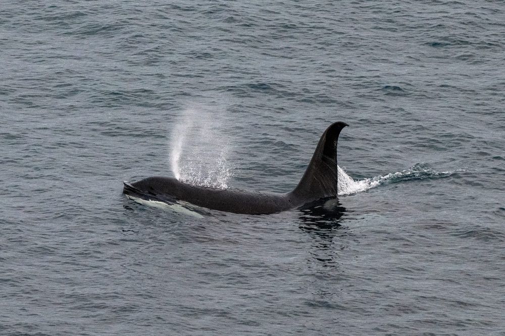 Splash down: whale season kicks off post image