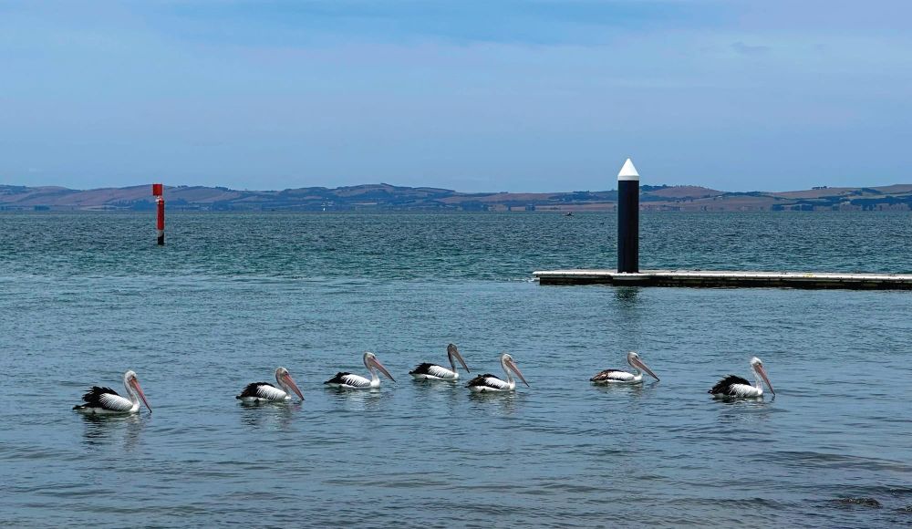 Count pelicans for PeliCount 2026 post image