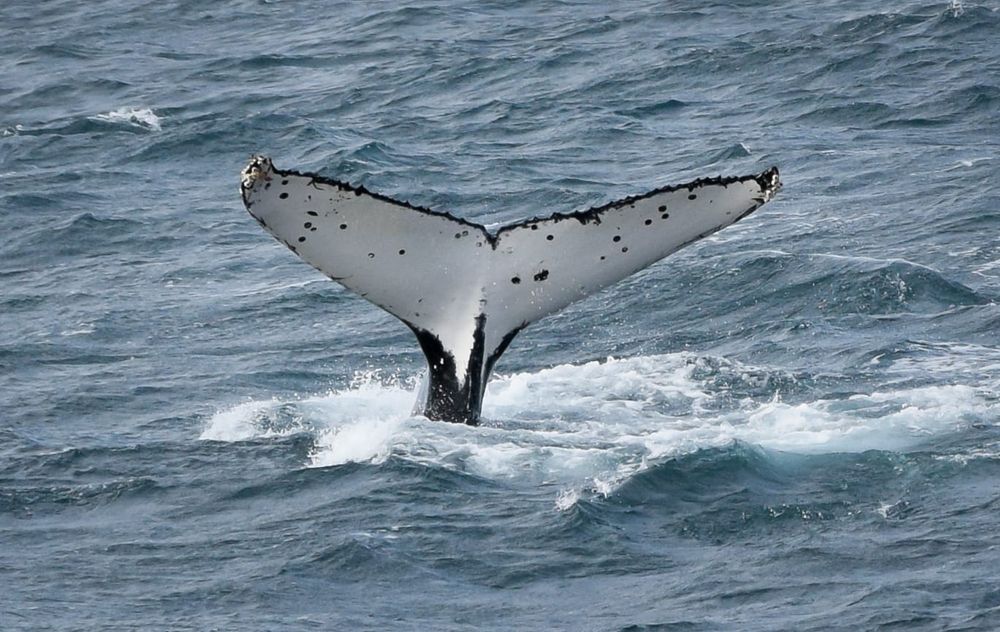 An adults' guide to the 2026 Island Whale Festival post image