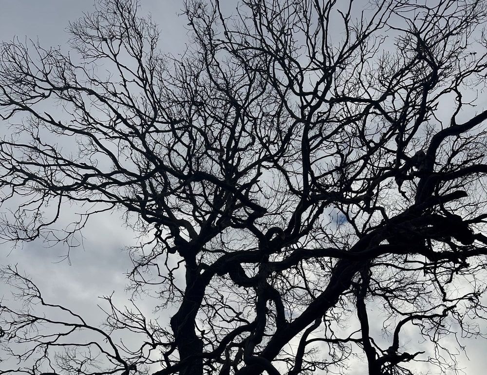 It's not good news for Phillip Island's trees post image