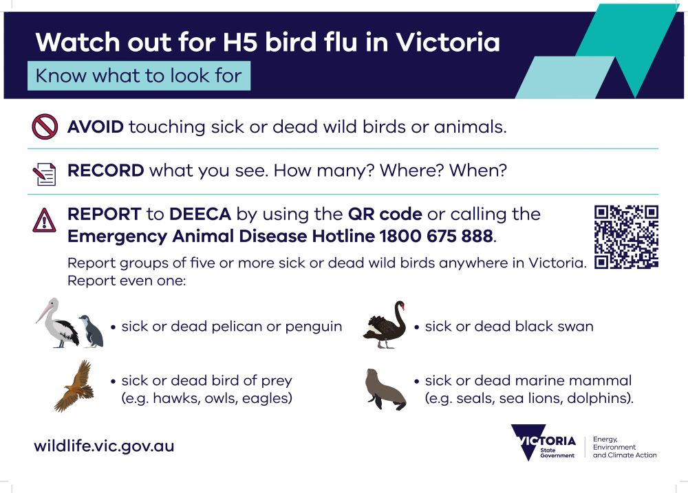 Symptoms of avian flu post image