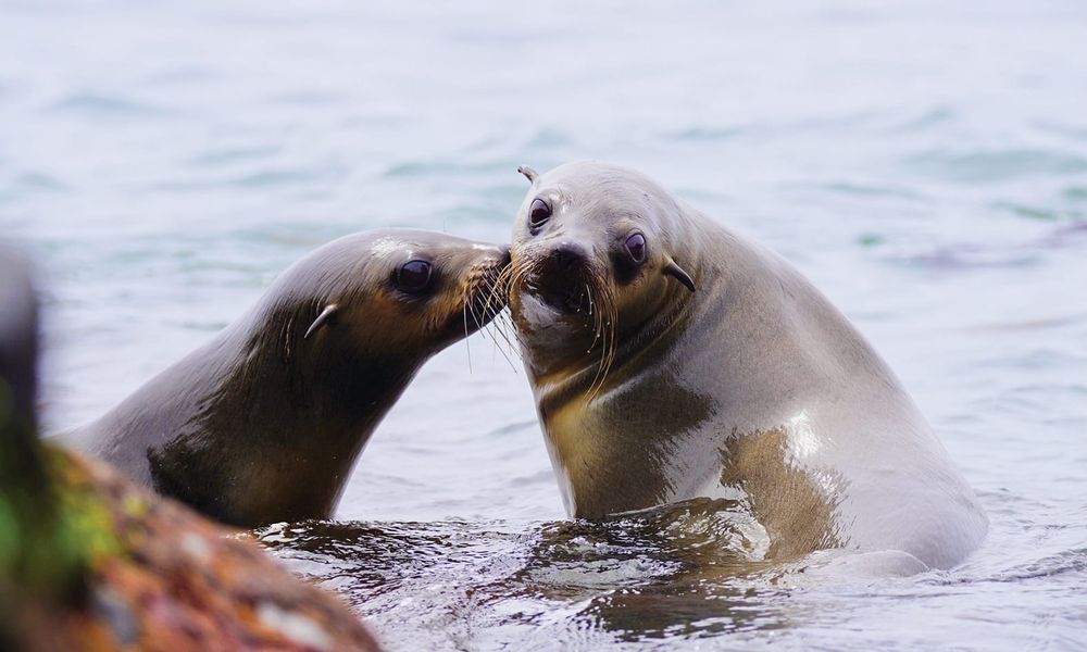 Watchful eye over other species post image
