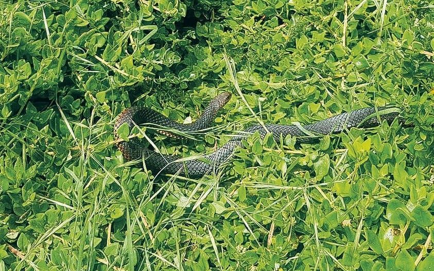 Snakes are on the move post image