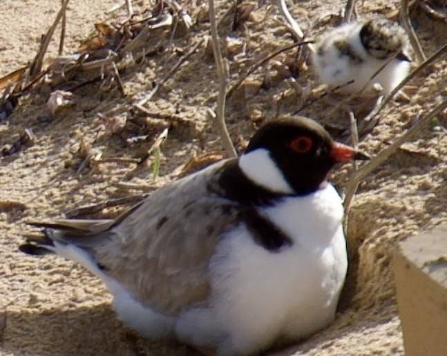First hooded plover chicks spotted on island post image