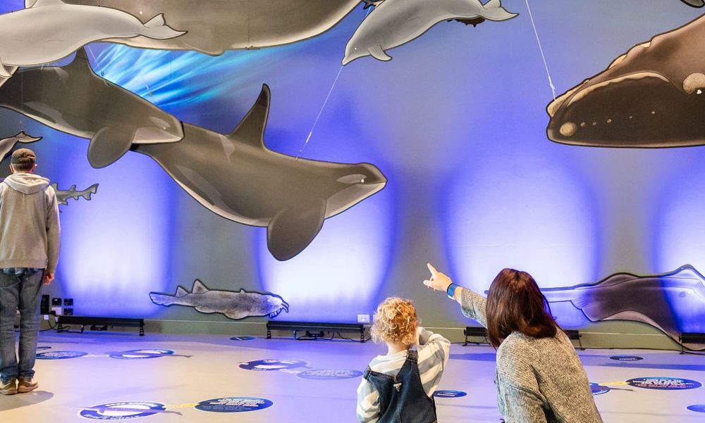 Whale Festival goes for back-to-back gold post image