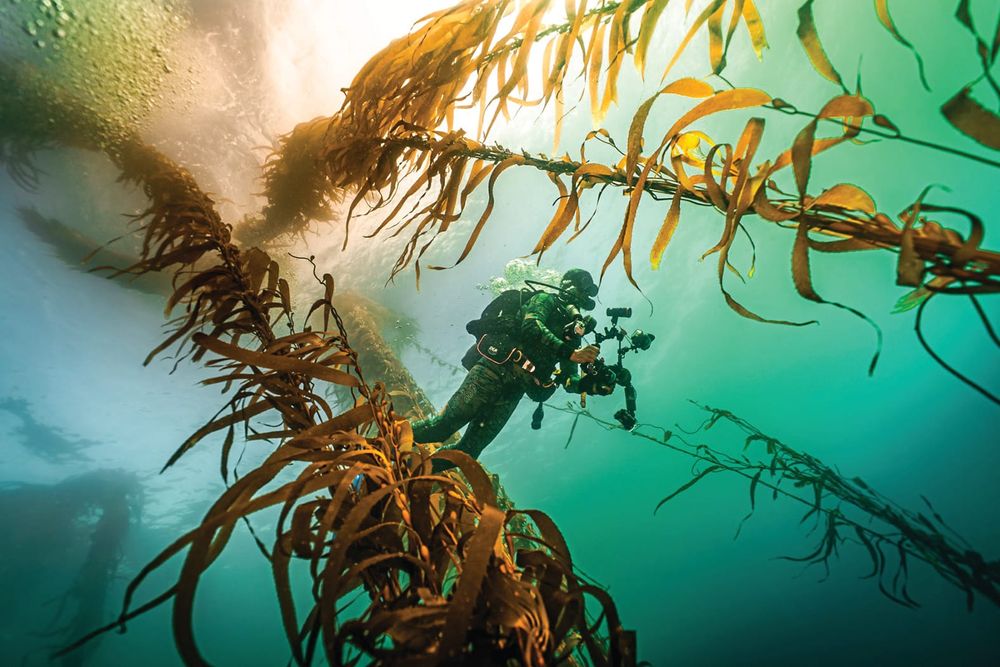 Help the kelp: new project launched to restore island's marine habitat post image