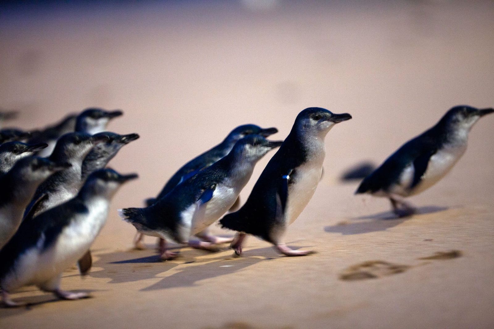 Bird flu is here: Vaccinations to protect penguins post image