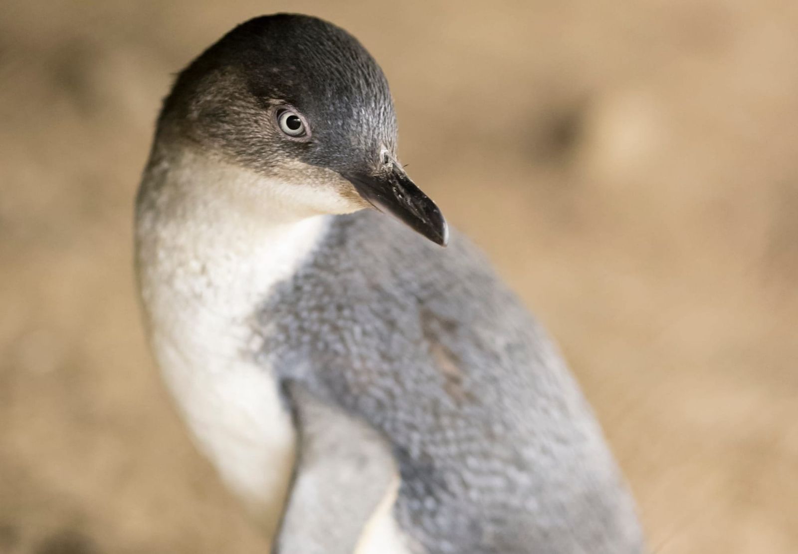 Penguin infection confirmed post image