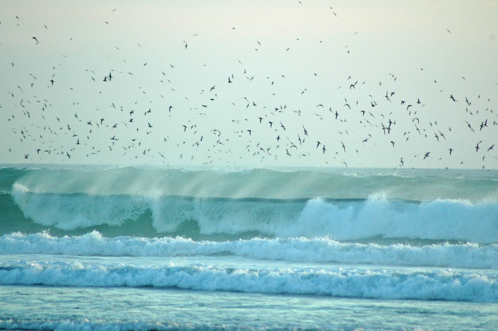 Bird flu arrives in Victoria post image
