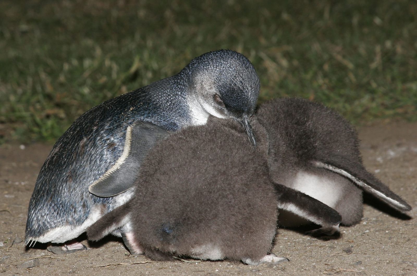“Fantastic”: little penguin documentary’s world-first premiere post image