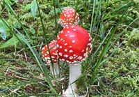 Poisonous mushrooms begin to appear as cool weather sets in post image