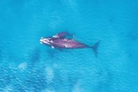 Whale season ahead: boat with care post image