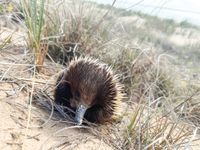 Funding cut to wildlife rescue post image